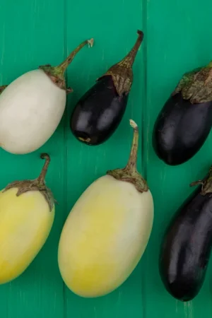Brinjal