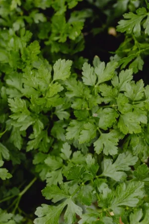 Coriander