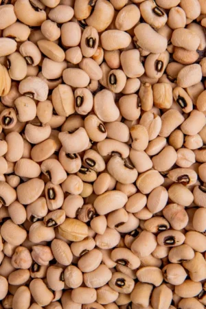 Cowpea