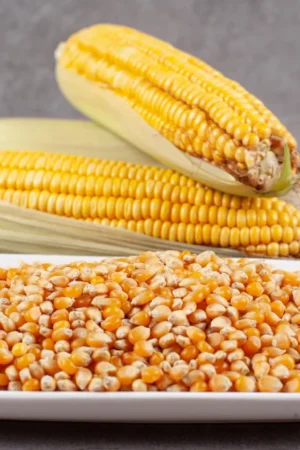 HY Maize