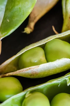 Pea