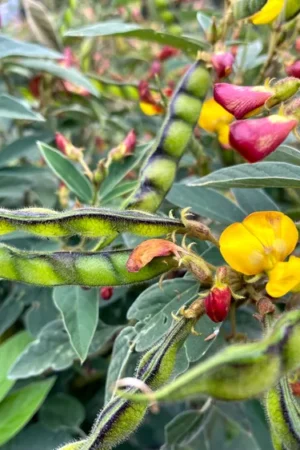 Pigeon Pea