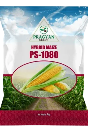 Pragyan_Maize_1080