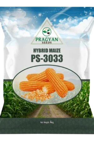Pragyan_Maize_3033