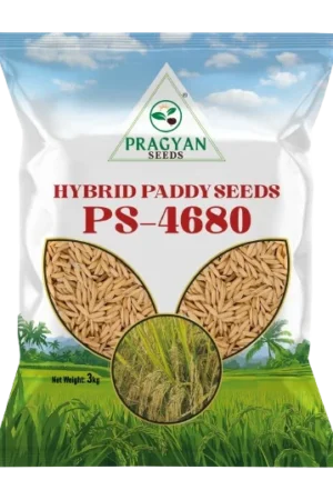 Pragyan_Paddy_Seeds_4680