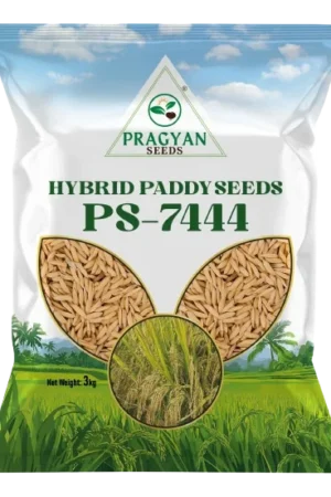 Pragyan_Paddy_Seeds_7444