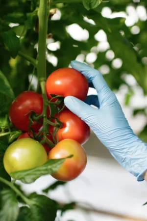 Tomato