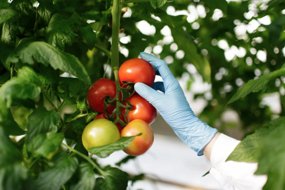 Tomato