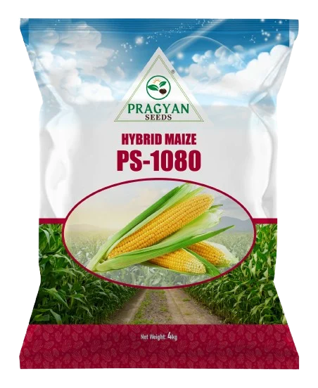 Pragyan_Maize_1080