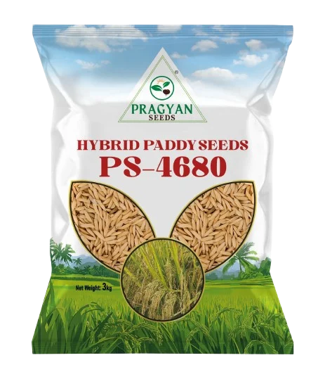 Pragyan_Paddy_Seeds_4680