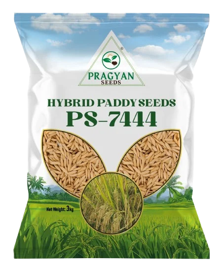 Pragyan_Paddy_Seeds_7444