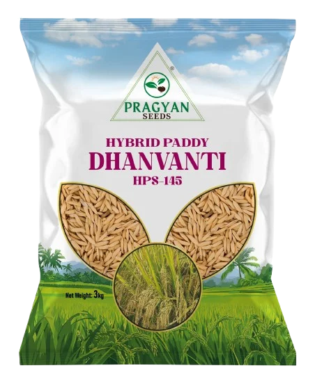 Pragyan_Paddy_Seeds_dhanwanti