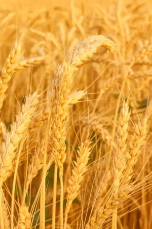 Wheat